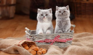 2至6月幼猫喂养方法 两个月的幼猫可以吃哪些食物