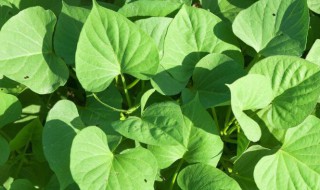 植物茎叶对植物生存有什么作用 植物茎叶对植物生存有什么作用四年级下科学