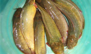 泰国塘鲺鱼的做法 塘鲺鱼的做法