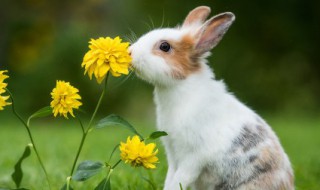 兔子怎么描写 兔子怎么描写?