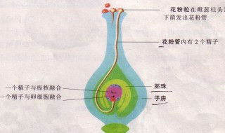 被子植物生殖过程的正确顺序是 被子植物生殖过程