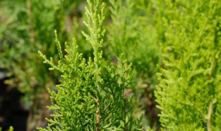 什么是裸子植物（银杏为什么是裸子植物）