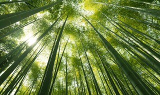 竹子的品质和精神 菊花的品质和精神