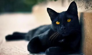 黑猫代表什么 在中国黑猫代表什么