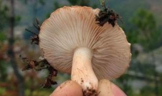 松树蘑菇图片 松树蘑菇怎么做好吃