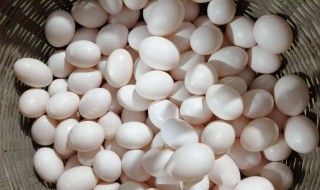 鸽子蛋怎么做好吃 鸽子蛋怎么做好吃又有营养价值