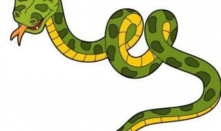 蛇的英语怎么读snake 蛇的英语怎么读