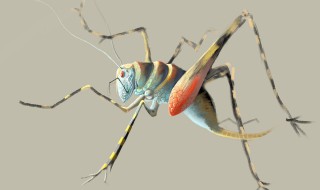 昆虫记中蟋蟀的外形和生活特征 昆虫记中蟋蟀的外形和生活特征300字左右