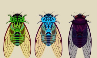 法布尔昆虫记中蝉的特点 昆虫记中蝉的特点
