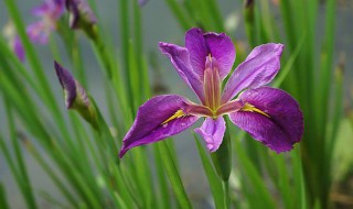 菖蒲花花语 菖蒲花花语和精灵王