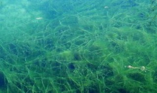 螺旋藻怎么吃润肠通便 螺旋藻怎么吃