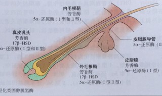 毛孔粗大原因（脸上毛孔粗大原因）