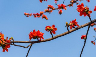 木棉花花语是什么（木棉花的花语是什么）