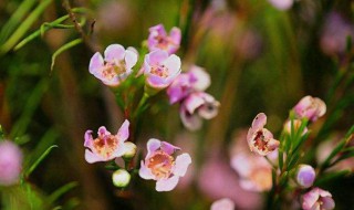 澳洲腊梅花语 澳洲腊梅花语寓意有几种颜色