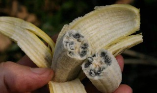 香蕉里面的黑籽是什么能吃吗 香蕉里面的黑籽是什么