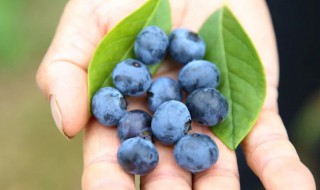 蓝莓表面的白色能吃吗