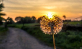 红色蒲公英的花语 红色蒲公英花语 至死不渝的爱