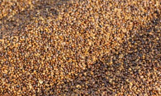 沙棘籽的食用方法 沙棘籽怎么吃法大全