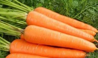胡萝卜属于碳水还是蔬菜类 胡萝卜属于碳水还是蔬菜