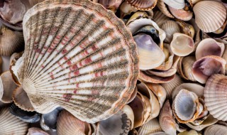 贝壳类海鲜的营养价值和保存方法 贝壳类海鲜的营养与功效