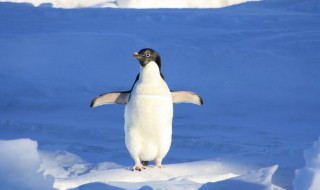 企鹅属于什么动物 企鹅属于什么动物类群