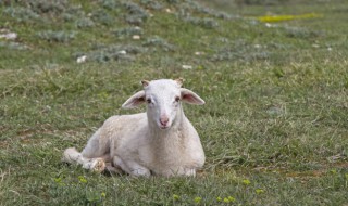 羊鞭和羊腰子哪个效果好 吃一根羊鞭能干一个小时吗