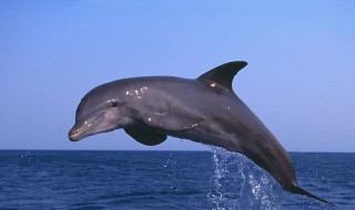 海豚代表什么寓意 海豚代表什么寓意是什么