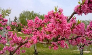 桃花什么季节开（菊花什么季节开）