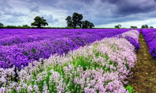 花非花电视剧剧情（花非花电视剧剧情介绍演员）