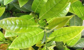茶树精油的作用 茶树精油的作用和功效百度百科