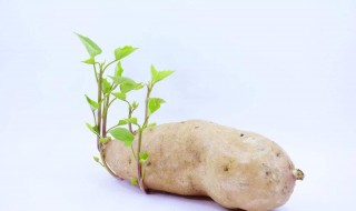 土豆长芽挖掉还能吃吗 土豆长芽了挖掉可以吃吗