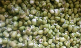 泡发芽的绿豆还能吃吗 泡发芽的绿豆还能吃吗有毒吗