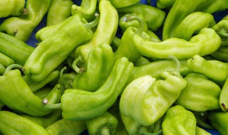 青椒食用方法 青椒的食用注意事项