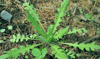 如何清洗荠菜（如何清洗荠菜更干净）