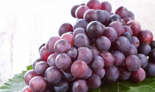 怎么选好的葡萄树 怎么选好的葡萄