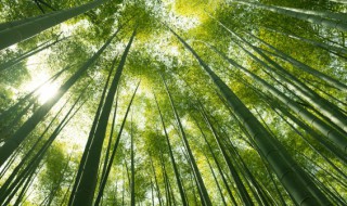 关于竹子的品质 关于竹子的品质和精神