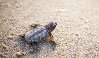 海龟英语怎么读 乌龟英语怎么读turtle