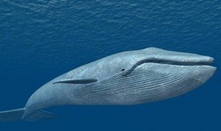 鲸鱼是什么动物（鲸鱼是什么动物类型物种）