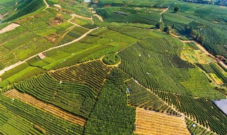 龙井茶的产地 龙井茶的产地是中国哪里
