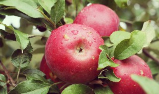 苹果适合与什么一起吃 苹果适合与什么一起吃呢