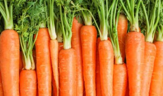白萝卜和胡萝卜哪个好消化 白萝卜和胡萝卜哪个好