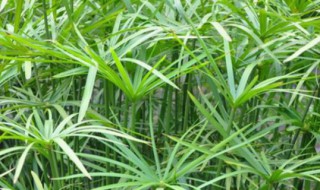 各种水竹养殖方法（各种水竹养殖方法视频）
