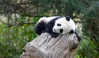 熊猫英文怎么读音发音 熊猫英文怎么读
