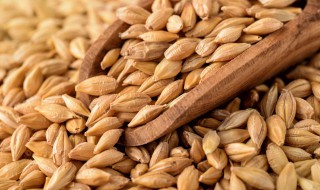 麦子怎么吃 麦子怎么吃可以帮助消化