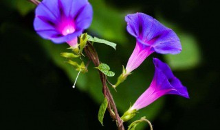 牵牛花花语是什么（牵牛花的花语怎么说）