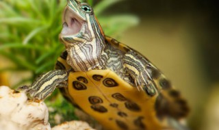 龟板的食用方法视频 龟板的食用方法