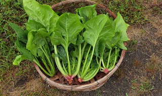 菠菜怎么去涩（菠菜怎么去涩味）