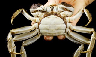 螃蟹什么时候吃膏什么时候吃黄 螃蟹什么时候吃膏最多