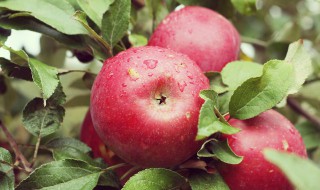 痔疮手术后早上空腹可以吃苹果吗 早上空腹可以吃苹果吗