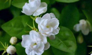 茉莉花的花语是什么 白玫瑰加茉莉花的花语是什么